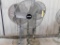 LOT: (3) Pedestal Fans