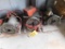 LOT: (3) Repairable Ridgid Threaders Model 300