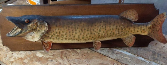 Spotted Muskellunge Vintage Mount on 48" Board
