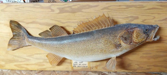 Walleye Mount 8lb. 2oz. Caught-Big Deep Lake Sept. 1977 on 36" Board