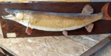 Muskellunge Mount 25lb-4oz Caught July 30th 1978 Moose Lake MN on 52