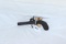 #185-1850s .48 CAL PERCUSSION PISTOL