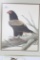 JOHN A. RUTHVEN BATELEUR EAGLE PRINT, SIGNED AND NUMBERED, 29