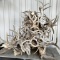 Deer Antler Sheds & Skulls - Art