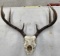 White Tailed Deer Skull