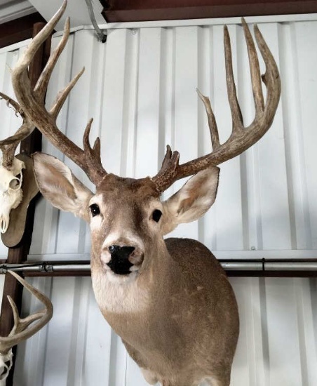 Deer Taxidermy Shoulder Mount