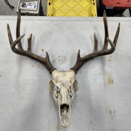 White Tailed Deer Skull