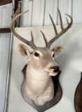 Deer Taxidermy Shoulder Mount on Plaque