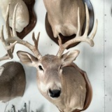 Deer Taxidermy Shoulder Mount on Plaque