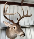 Deer Taxidermy Shoulder Mount