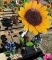 Metal Art - Trio of Bluebonnets & Sunflowers