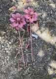 Metal Art - Pair of Wind Flamingos