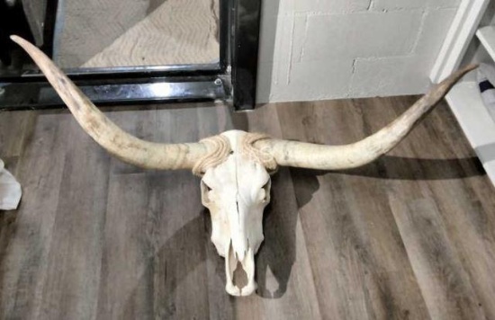 Longhorn Skull
