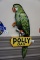 Polly Gas Parrot, 61