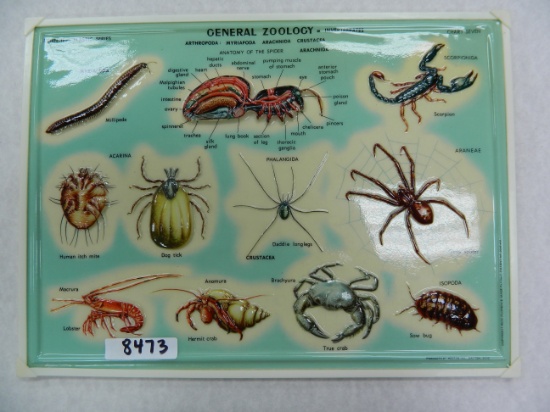 Vintage Italian Made General Zoology Classroom Aid 9"x12" made of high gloss plastic, Invertebrates