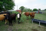 Cattle Herd, All One Money: Two (2) Bulls, Ten (10) Cows, Two (2) Calves. Cows are 3-5 years old