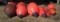 11 Taylor buoys
