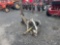 6290 New Idea 522 10ft Sicklebar Mower