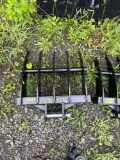 1232 Excavator Rake