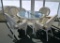 Hampton Bay White Plastic Wicker Furniture: Glass Top End Table & 4 Chairs