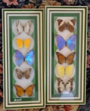 Pair of Framed Brazilian Butterflys Collection, 15 x 6.5 Inches Each