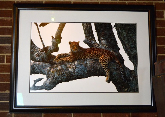 Thomas D. Mangelsen (American, 20th C.) Leopard in Tree, Large Format Ltd. Ed. Giclee Print