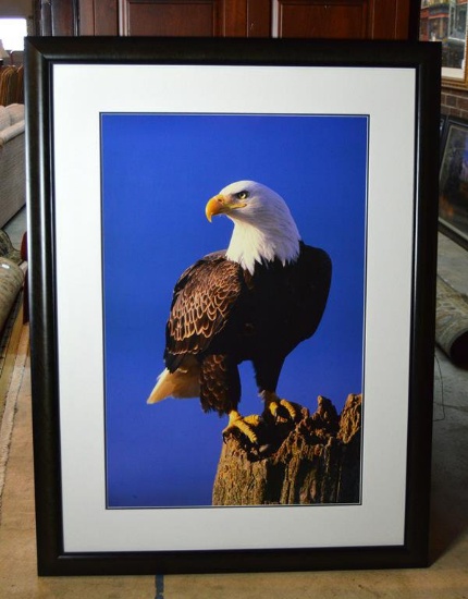 Thomas D. Mangelsen (American, 20th C.) Bald Eagle, Large Format Ltd. Ed. Giclee Print