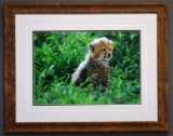 Thomas D. Mangelsen (American, 20th C.) Cheetah Cub, Ltd. Ed. Giclee Print