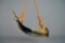 Vintage Powder Horn w/ Leather Carrying Strap