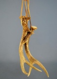 Pair of Deer Antlers Used For Attracting Deer