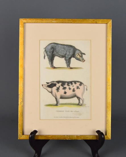 Small Common Hog Tinted Etching, Framed