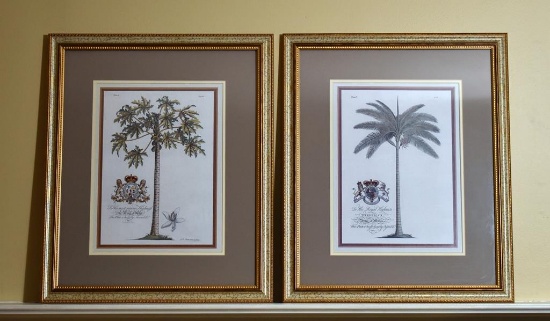 Two Framed Art Prints of Sub-Tropical Trees
