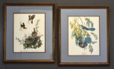 Pair of Contemporary Bird Prints: Bonap's Yellow-Breasted Chat & Bartram's Florida Jay