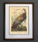 Audubon Print “Great American Cock Male - Vulgo (Wild Turkey)” by American Craft Print Guild No. B45