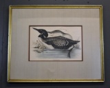 Gould Birds of Europe, Pl. 393 Northern Diver, Fine Art Plate Lithograph, Handtinted