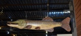 Large Muskie Fish Decorative Metal Art with Metal Bracket