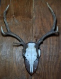 Antlers & Skull on Wooden Wall Plaque