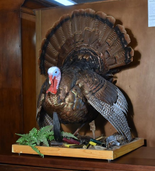 Wild Turkey Mount Display