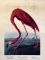 John James Audubon (American, 1785-1851) “American Flamingo” Lithograph, NW Mutual Life Ins Print