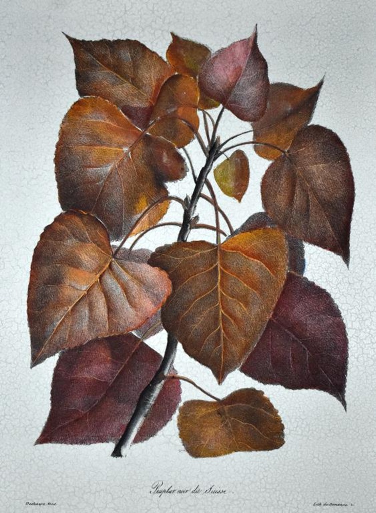 Raschella Collection Sylvan Profiles I Sylvan Profiles Ii Framed Prints Art Antiques Collectibles Art Prints Posters Online Auctions Proxibid