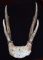 Pronghorn Antelope Antlers