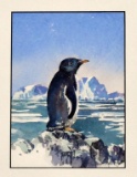 Susan Jarecky (American, Contemporary) Penguin, Watercolor, Signed Lower Right