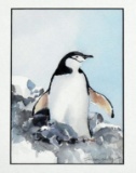 Susan Jarecky (American, Contemporary) Penguin, Watercolor, Signed Lower Right