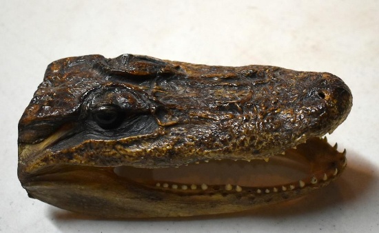 Small Souvenir Alligator Head