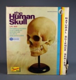 Vintage Lindberg Life-Size Human Skull Educational Model w/ Original Box