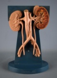 Vintage Gantanol Human Kidneys Medical Model on Stand by Roche Labs