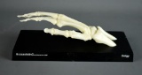 Vintage Butazolidin Medical Model of Hand Bones by Geigy