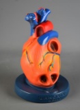 Vintage Lanoxine Human Heart Medical Model by Burroughs Wellcome & Co.
