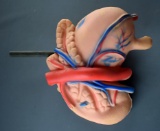 Vintage Human Stomach Medical Model on Wooden Rod, Base Missing