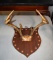 Vintage Mounted Rack of Antlers, Shield Mount